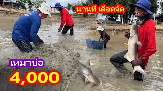 เหมาบ่อ 4,000บาท นานทีจะได้เจอบ่อเดือดๆแบบนี้ | Ep.174