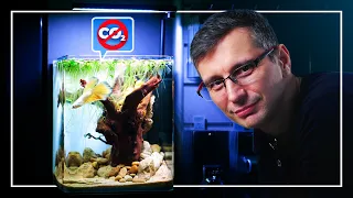 LOW-TECH Nano Aquarium with WHITE BETTA Fish