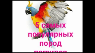 Топ 5 самых популярных пород попугаев