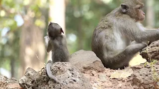 Monkeys sit and play mothers with joy, mothers love their children