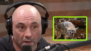 Joe Rogan - Coyotes Will Attack Your Kid and Eat Your Dog