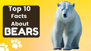 Top 15 Polar Bear Facts That Will Blow Your Mind | Polar Bear Facts for Kids | All About Polar Bears