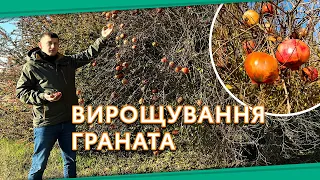 Вирощування гранату у відкритому грунті/Як росте гранат? #Гранат #ГранатовеДерево #саджанціГранату