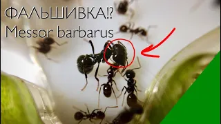 Кровавый НЕ обзор Messor barbarus