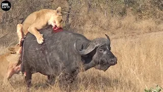 Lucky! Buffalo Trying Escape Attack by Lion and What Happen Next? - Animal Fight | ATP Earth