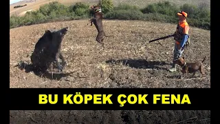 AKSİYON DOLU DOMUZ AVI DRONE ÇEKİMİ NET VURUŞ  2022 Wild boar Hunting