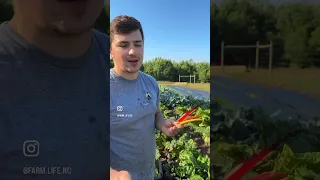 Rainbow Swiss Chard also known as Bright Lights from Johnnys is such a great crop for the garden