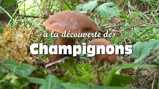 Les champignons comestibles