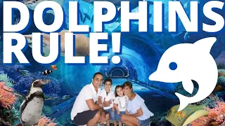 Dubai Dolphinarium, The Friendliest Dolphins And Seals Show l Kyan & Keira