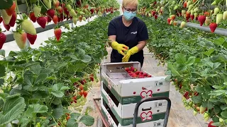 Vídeo cosecha de fresa en Sistema Rotacional