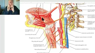 Anatomy of head and neck module in Arabic 83 (Hypoglossal nerve) , by Dr. Wahdan