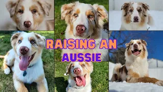Tips On How To Raise An Australian Shepherd