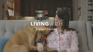 ALL ABOUT LIVING WITH BLOODHOUNDS