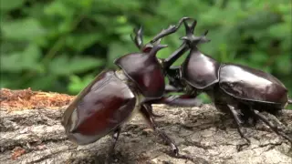 The Biggest Bro of the Insect Kingdom: The Rhino Beetle | WIRED