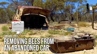 Wild Bee Hive Removal: Honey Bee Removal and Relocation From Old Abandoned Car | The Bush Bee Man