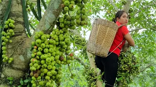 Harvest Figs at the end of the season go to Market sell - Improve the Garden - Take care of Plants