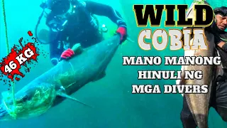 PART 2: UNBELIEVABLE CATCH | 46 KG WILD COBIA MANO MANONG HINULI NG MGA DIVERS | Divertech tv