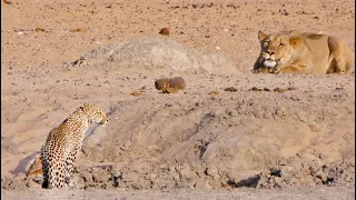 Leopard Walks Right into a Lion