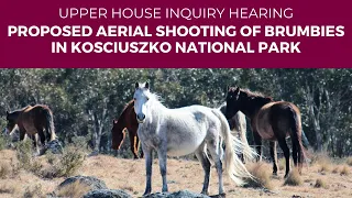Public hearing - Proposed aerial shooting of brumbies in Kosciuszko National Park - 23 May 2024