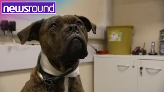 Animal blood banks: How do pets give blood? | Newsround