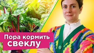 ПОЛЕЙТЕ ЭТИМ СВЕКЛУ ПОСЛЕ ВСХОДОВ, и она вырастет крупная и сладкая! Полная схема подкормок свеклы