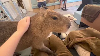 Japanese Capybara Cafe (Cafe Capyba)