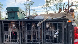 10 point buck killed deer hunting with dogs!