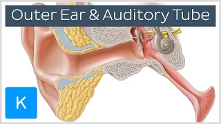 Ear Anatomy: Outer Ear and Auditory Tube (preview) - Human Anatomy | Kenhub