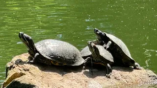 A walk in Golden Gate Park #sanfrancisco #ggpark #flowers #birds #turtles #bees #lake