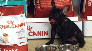 Royal Canin MEDIUM JUNIOR для щенков до 12 месяцев