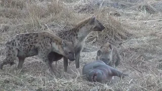 Baby Hippo being attacked by Hyenas