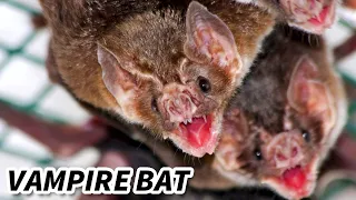 Vampire Bat Facts: They EAT BLOOD 🦇 Animal Fact Files