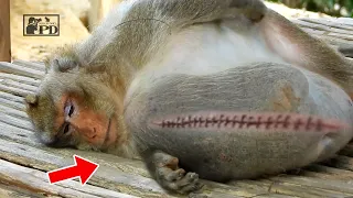 Very Super Handsome Oldest Big Monkey Wildlife, Charlie He Is Very Tired Try to Sleeping