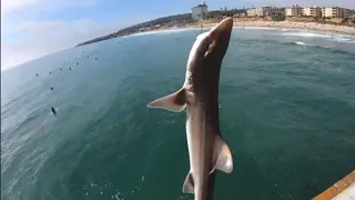 How to catch a SHARK in the surf!! | Mission Beach San Diego