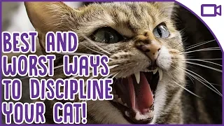 How to Discipline Your Cat - Best and Worst Ways!