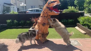 Giant Guard Dogs Versus T-Rex Prank (Best Reaction Ever!!)