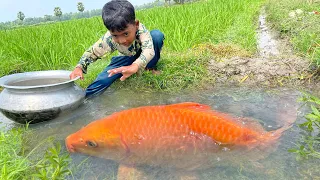 Amazing Boy Catching Fish By Hand | Traditional Boy Catching Big Fish With Hand in Drain Water