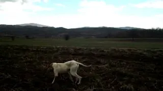 engleski poenter ares - marka na jarebice 9 (english pointer and partridge)