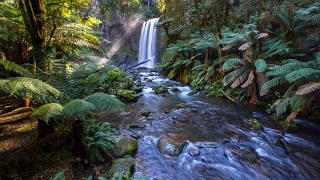 Magica atmosfera di Natura Incontaminata, Suoni Naturali, Ruscello e Canto d uccelli nel bosco