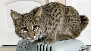 BOBCAT LUNA ENJOYS MEETING LYNX KITTEN RUFUS