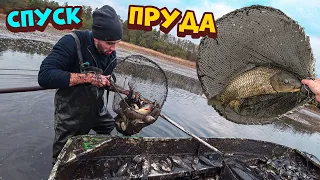 Ловля огромных карпов и карася руками и подсаком.На спущенном пруду.