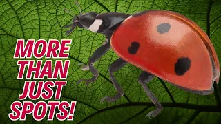 🐞 Ladybugs: More Than Just Spots 🔴⚫ (Fascinating Facts)