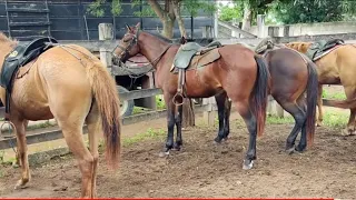 Feira de cavalos em canafístula frei Damião. ás segunda AL. 🇧🇷