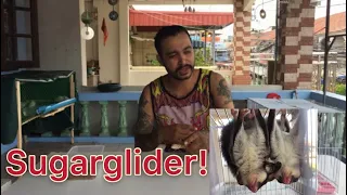 UÇAN SİNCAP KOKO TÜM HAYVANLARIM ~#sugarglider