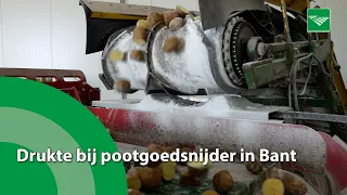 Drukte bij pootgoedsnijder in Bant