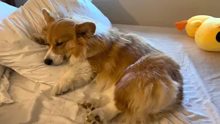 Corgi late afternoon nap