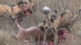 EWC!!! Dogs hunt & kill pregnant Impala