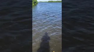 Cast netting mullet with the perfect throw