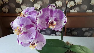 Орхидея SINGOLO P.OX. King fuller's Purple Queen, развеиваем мифы