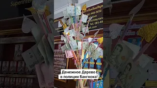 Денежное Дерево в полиции Бангкока! #ТАЙЛАНД